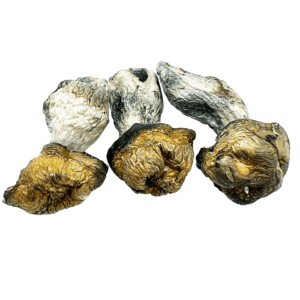 Buy Texas Penis Envy Magic Mushrooms at Shroom Hub